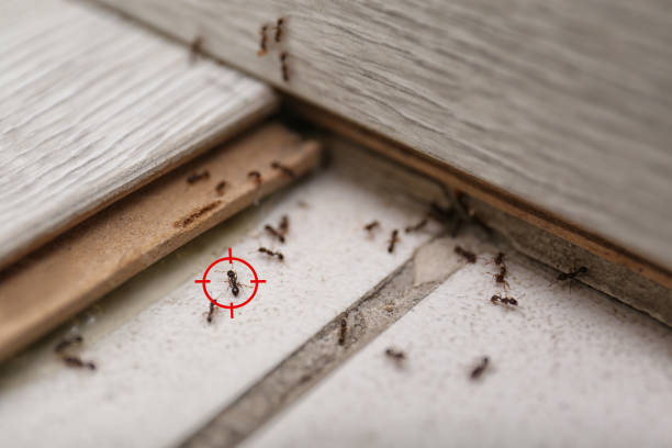 Spider Control Near Me in Forestville, OH