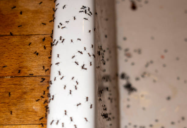  Forestville, OH Pest Control Pros